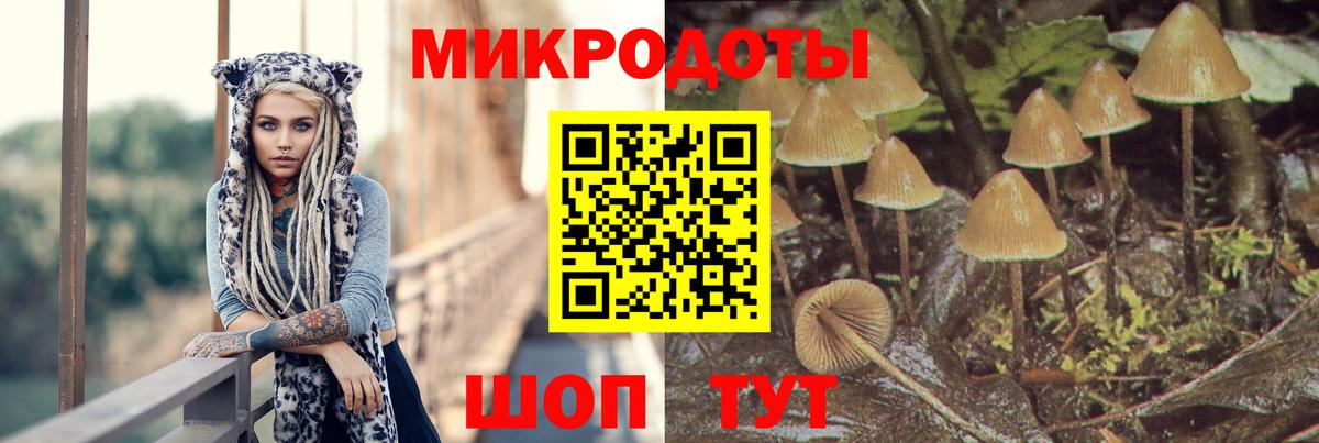 Псилоцибиновые грибы Psilocybine cubensis Усть-Джегута